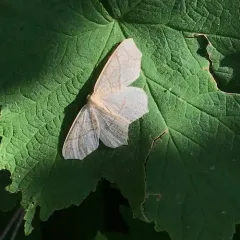 Straw Besma Moth thumbnail 3
