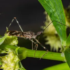 Four-spurred Assassin Bug thumbnail 4