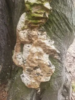 Vanderbylia robiniophila thumbnail 1