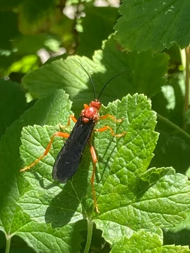 Trogus edwardsii