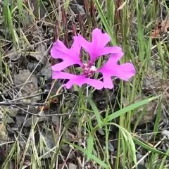Large-flower Clarkia thumbnail 2