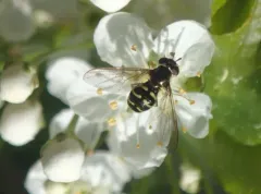 Boreal Brusheye thumbnail 3