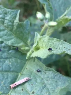 Eggplant Flea Beetle thumbnail 4