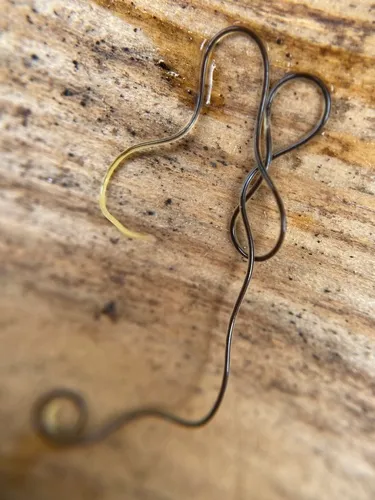 Grasshopper Nematode