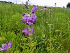 cobaea beardtongue thumbnail 1
