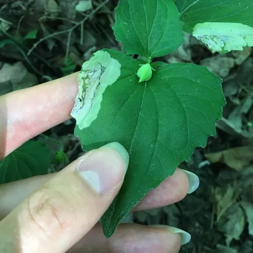 Violet Leafmining Sawfly