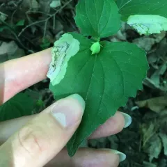 Violet Leafmining Sawfly thumbnail 1
