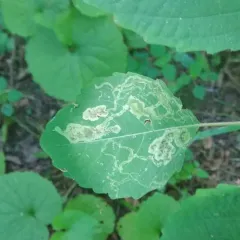 Jewelweed Leaf-miner Fly thumbnail 2