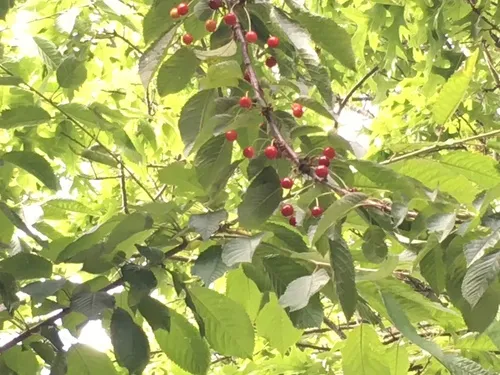 Sour Cherry