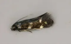 Elachista madarella thumbnail 3