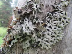 Wrinkled Tube Lichen thumbnail 2