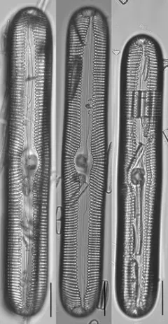 Pinnularia streptoraphe thumbnail 3