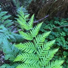 giant chain fern thumbnail 2