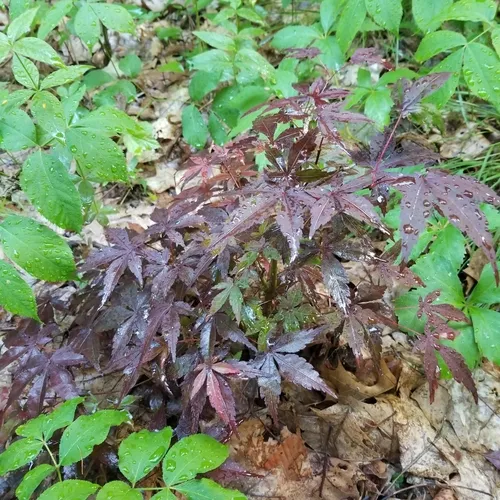 Japanese maple