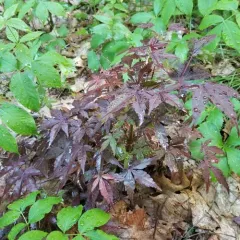 Japanese maple thumbnail 1
