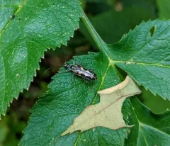 Long-winged Longhorn Beetle thumbnail 3