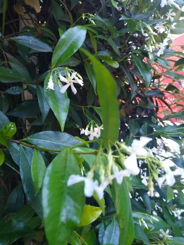 Star jasmine