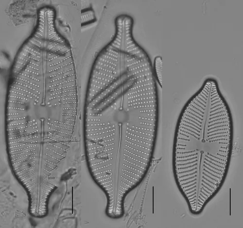 Placoneis amphibola
