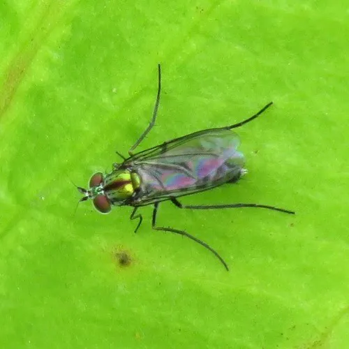 Plagioneurus univittatus