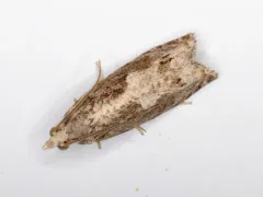 Oak Trumpet Skeletonizer Moth thumbnail 4