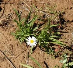 Eaton's Fleabane thumbnail 1