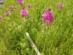 checkerbloom thumbnail 3