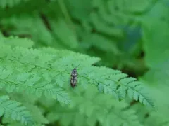 Beckerus appressus thumbnail 4