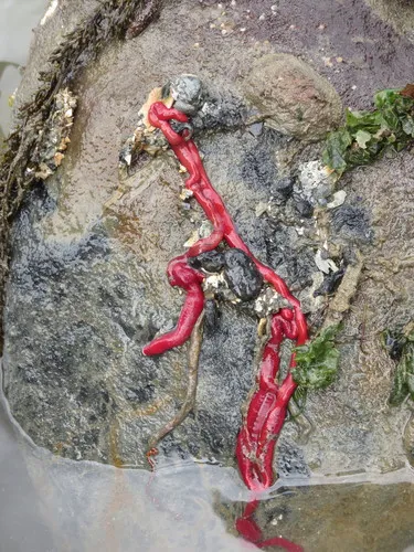 Kulikovia montgomeryi