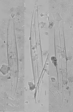 Gyrosigma attenuatum thumbnail 2