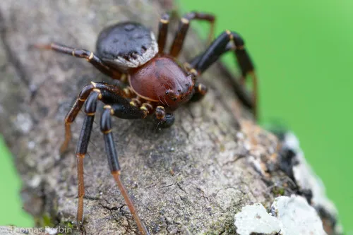 Xysticus ellipticus