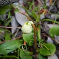 One-flowered Wintergreen thumbnail 4