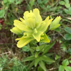 Unalaska paintbrush thumbnail 2