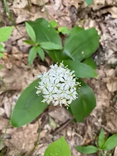 white clintonia thumbnail 3