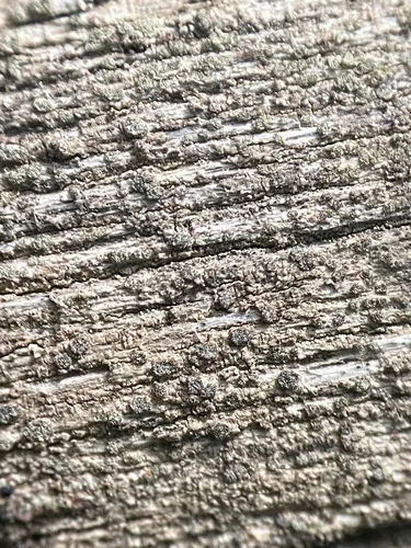 Xylographa vitiligo