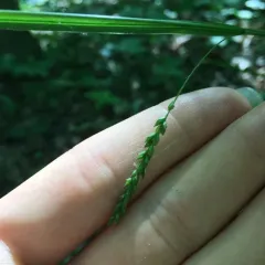 graceful sedge thumbnail 3