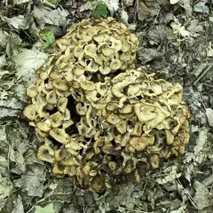 umbrella polypore thumbnail 3