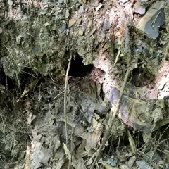 Louisiana Waterthrush thumbnail 3