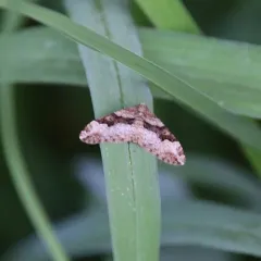 Toothed Brown Carpet thumbnail 3