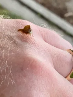 Sycamore Treehopper thumbnail 4