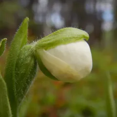 Sparrow's-egg Lady's Slipper thumbnail 1