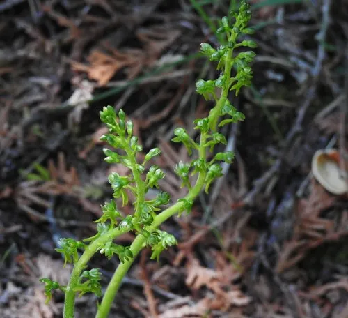 Common Twayblade