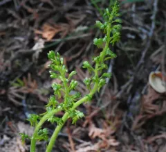 Common Twayblade thumbnail 1