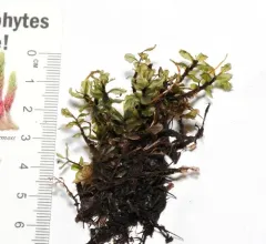 Appalachian penny moss thumbnail 2