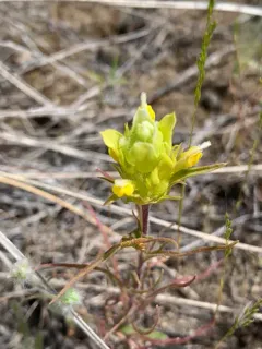 Grand Coulee Owl's-clover thumbnail 2