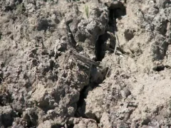 Thomas' Slender Grasshopper thumbnail 2