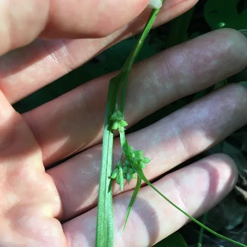 eastern woodland sedge