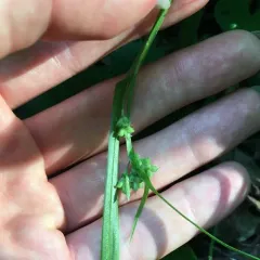 eastern woodland sedge thumbnail 1
