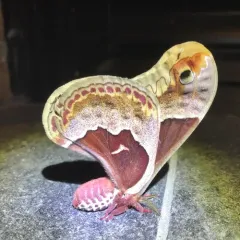 Promethea Silkmoth thumbnail 3