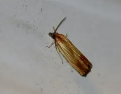 Smoky-striped Eucosma Moth thumbnail 3