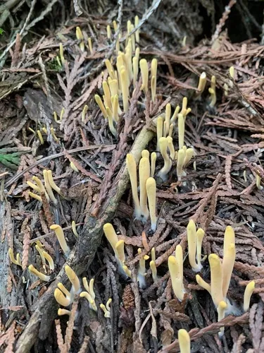 Clavariadelphus sachalinensis